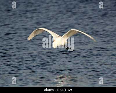 Detaillierte Nahaufnahmen von ein Silberreiher (Ardea Alba) im Flug (über 30 Bilder) Stockfoto