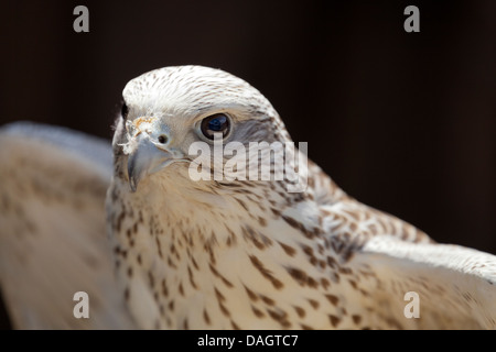 Hybrid-Hawk (Gyr x Saker) auf Millets Bauernhof, Oxfordshire 2 Stockfoto