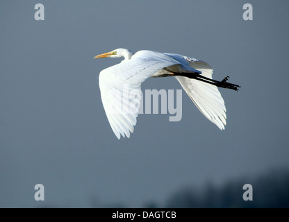 Detaillierte Nahaufnahmen von ein Silberreiher (Ardea Alba) im Flug (über 30 Bilder) Stockfoto