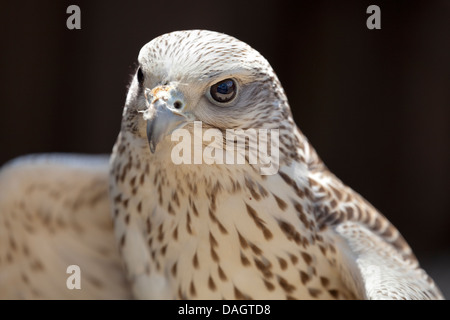 Hybrid-Hawk (Gyr x Saker) auf Millets Bauernhof, Oxfordshire 3 Stockfoto