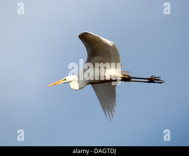 Detaillierte Nahaufnahmen von ein Silberreiher (Ardea Alba) im Flug (über 30 Bilder) Stockfoto