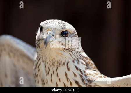 Hybrid-Hawk (Gyr x Saker) auf Millets Bauernhof, Oxfordshire 4 Stockfoto