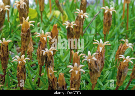 Frühlings-Enzian (Gentiana Verna), Fruchtbildung, Italien, Südtirol, Dolomiten Stockfoto