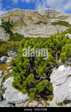 Latschenkiefer, Mugo Pine (Pinus Mugo), Croce del Gris und Kleine Gaisl, Italien, Südtirol, NP Fanes-Sennes-Prags Stockfoto