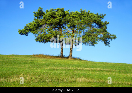 Scotch, Kiefer, Föhre (Pinus Sylvestris), zwei Scotch Kiefern in einer Wiese, Weyer, Eifel, Nordrhein-Westfalen, Deutschland Stockfoto