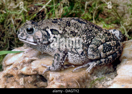 Gutturale Kröte (Bufo Gutturalis), auf einem Stein Stockfoto