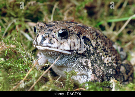 Gutturale Kröte (Bufo Gutturalis), auf Moos Stockfoto