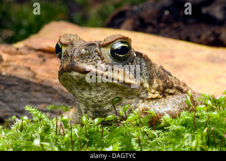 Riesige Kröte, Marine Kröte, Cane Toad, südamerikanische Neotropical Kröte (Bufo Marinus, Schädlingsbekämpfer Marina), portrait Stockfoto