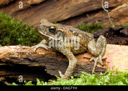 Riesige Kröte, Marine Kröte, Kröte, südamerikanischen neotropischen Zuckerrohr Kröte (Bufo Marinus, Schädlingsbekämpfer Marina), auf Rinde Stockfoto