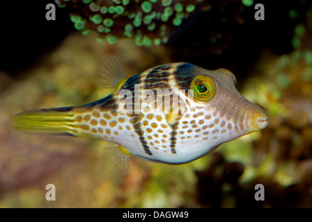 Schwarz-gesattelt Kugelfisch (Canthigaster Valentini), Schwimmen Stockfoto