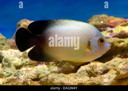 Pearlscale Kaiserfisch (Centropyge Vroliki), Schwimmen Stockfoto