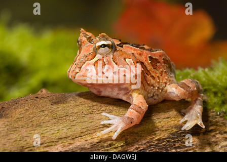 Fantasyfrog, Fantasyfrog (Ceratophrys Cornuta X cranwelli), auf Rinde Stockfoto