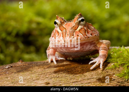 Fantasyfrog, Fantasyfrog (Ceratophrys Cornuta X cranwelli), auf Rinde Stockfoto