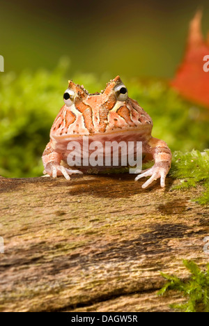 Fantasyfrog, Fantasyfrog (Ceratophrys Cornuta X cranwelli), auf Rinde Stockfoto