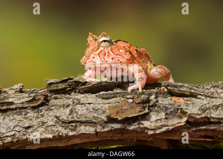 Fantasyfrog, Fantasyfrog (Ceratophrys Cornuta X cranwelli), auf Rinde Stockfoto