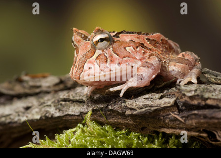 Fantasyfrog, Fantasyfrog (Ceratophrys Cornuta X cranwelli), auf Rinde Stockfoto