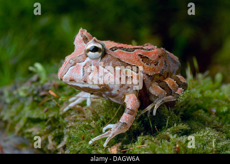 Fantasyfrog, Fantasyfrog (Ceratophrys Cornuta X cranwelli), auf Moos Stockfoto