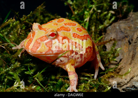 Chaco gehörnten Frosch (Ceratophrys Cranwelli), albino Stockfoto