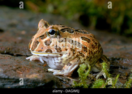 Chaco gehörnten Frosch (Ceratophrys Cranwelli), auf Rinde Stockfoto