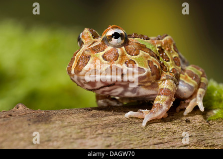 Chaco gehörnten Frosch (Ceratophrys Cranwelli), auf Rinde Stockfoto