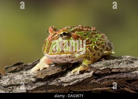 argentinische gehörnten Pacman Frog, Nightcrawler, Night Crawler, reich verzierten gehörnten Frosch, Frosch, verzierten gehörnte Kröte, Escuerzo (Ceratophrys Ornata), auf Rinde Stockfoto