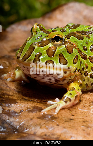 argentinische gehörnten Frosch, Pacman Frog, Nightcrawler, Night Crawler, reich verzierten gehörnten Frosch, reich verzierten gehörnte Kröte, Escuerzo (Ceratophrys Ornata), portrait Stockfoto