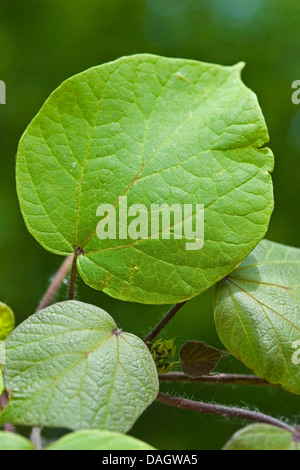 Indische Bohne Baum (Catalpa Bignonioides), Blätter Stockfoto