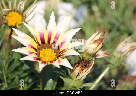 Gazanien Blume Blüte Stockfoto