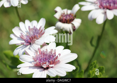 weiße Dimorphotheca Blüte Nahaufnahme Stockfoto