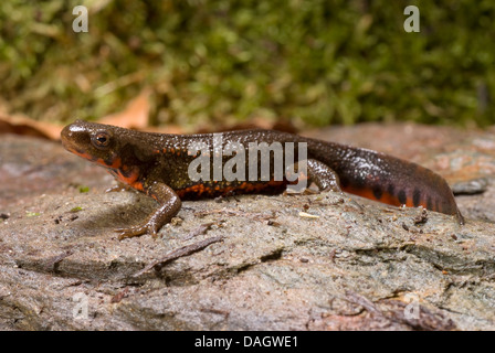 Schwertträger Newt, Schwert-tailed Newt, Japanese Sword-Tailed Newt, Okinawa Newt (Cynops Ensicauda), auf einem Stein Stockfoto