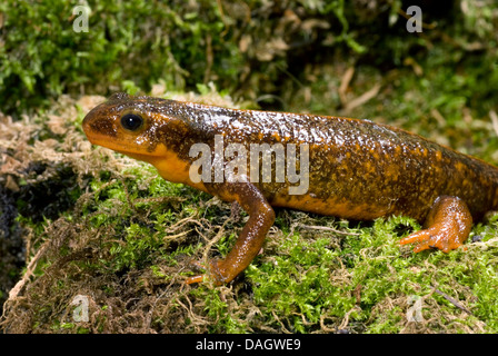 Schwertträger Newt, Schwert-tailed Newt, Japanese Sword-Tailed Newt, Okinawa Newt (Cynops Ensicauda), auf moosigen Stein Stockfoto