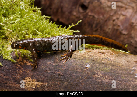 Schwertträger Newt, Schwert-tailed Newt, Japanese Sword-Tailed Newt, Okinawa Newt (Cynops Ensicauda), auf moosigen Stein Stockfoto