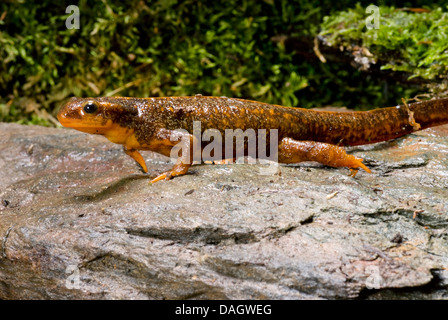 Schwertträger Newt, Schwert-tailed Newt, Japanese Sword-Tailed Newt, Okinawa Newt (Cynops Ensicauda), auf einem Stein Stockfoto