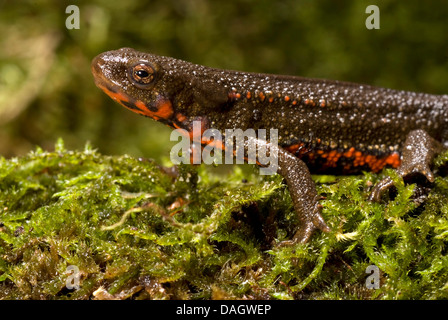 Schwertträger Newt, Schwert-tailed Newt, Japanese Sword-Tailed Newt, Okinawa Newt (Cynops Ensicauda), auf Moos Stockfoto