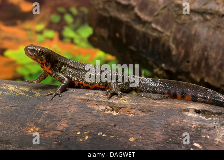 Schwertträger Newt, Schwert-tailed Newt, Japanese Sword-Tailed Newt, Okinawa Newt (Cynops Ensicauda), auf einem Stein Stockfoto