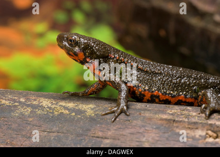 Schwertträger Newt, Schwert-tailed Newt, Japanese Sword-Tailed Newt, Okinawa Newt (Cynops Ensicauda), auf einem Stein Stockfoto