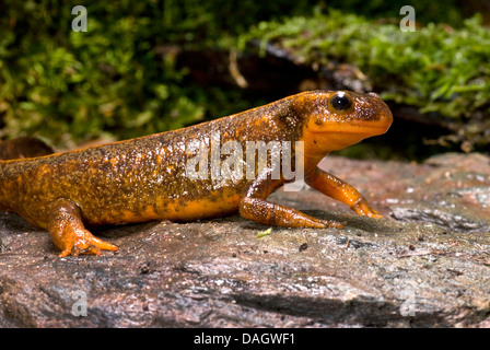 Schwertträger Newt, Schwert-tailed Newt, Japanese Sword-Tailed Newt, Okinawa Newt (Cynops Ensicauda), auf einem Stein Stockfoto