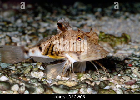 fliegen Gurnard (Dactylopterus Volitans), Schwimmen in den Kies-Boden Stockfoto