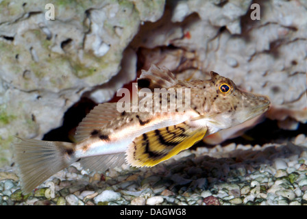 fliegen Gurnard (Dactylopterus Volitans), Schwimmen in den Kies-Boden Stockfoto