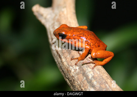 Strawberry Poison-Titelkarte Frosch, rot und blau Poison Arrow Frog, Flaming Poison Arrow Frog, Blue Jeans Poison Dart Frog (Dendrobates Pumilio, Oophaga Pumilio), morph Bribri auf einem Ast Stockfoto