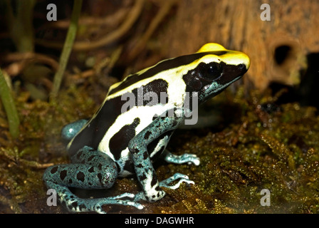 Poison Arrow Frog, poison Frog färben, färben, Dart Frog, Pfeilgiftfrosch (Dendrobates Tinctorius), Morphe färben nass Patricia sitzt auf Moos Stockfoto