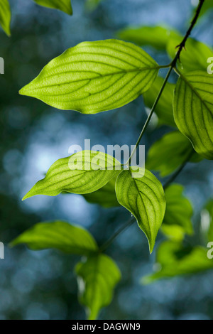 Cornelian Cherry Wood (Cornus Mas), Zweig, Deutschland Stockfoto