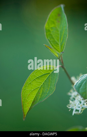 Hartriegel, Dogberry (Cornus sanguineaund), Blätter und Blüten, Deutschland Stockfoto