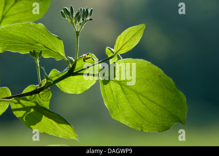 Hartriegel, Dogberry (Cornus sanguineaund), Blätter und Blütenknospen bei Gegenlicht, Deutschland Stockfoto