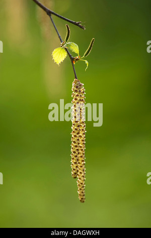 Gemeinsame Hasel (Corylus Avellana), männliche Kätzchen, Deutschland Stockfoto