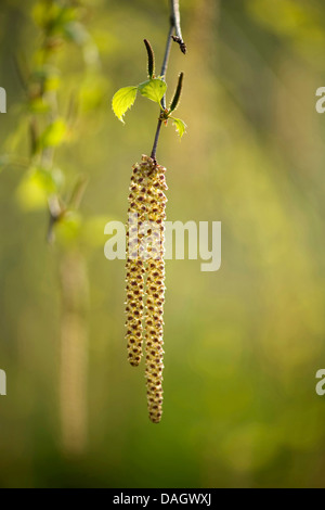 Gemeinsame Hasel (Corylus Avellana), männliche Kätzchen, Deutschland Stockfoto