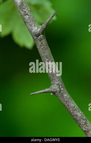 Englische Weißdorn, Midland Weißdorn (Crataegus Laevigata), Zweig mit Dornen, Deutschland Stockfoto