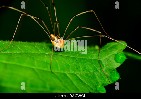 Weberknechte Spider thront auf einem grünen Blatt. Stockfoto