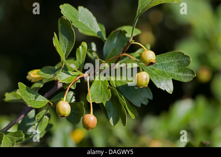 Englische Weißdorn, Midland Weißdorn (Crataegus Laevigata), Zweig mit Blättern und unreifen Früchten, Deutschland Stockfoto