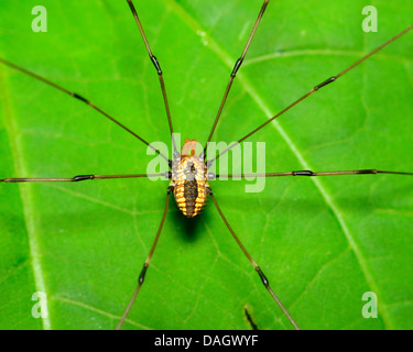 Harvestman Spider thront auf einem grünen Blatt. Stockfoto